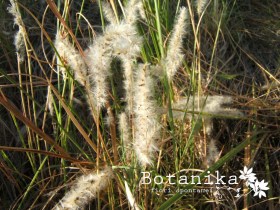 Imperata cylindrica